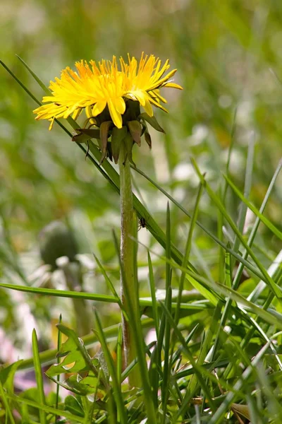 Flor Diente León Taraxacum Taraxacum Jalá Saghyz Contiene Una Gran — Foto de Stock