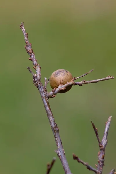 Hack Oak Apple Plant Formed Plants Trees — Φωτογραφία Αρχείου