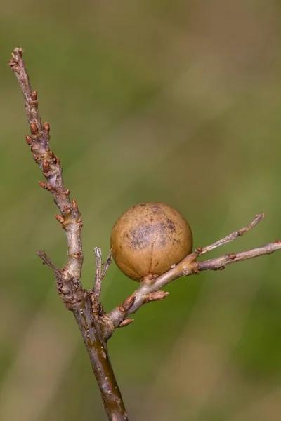 Hack Oak Apple Plant Formed Plants Trees —  Fotos de Stock