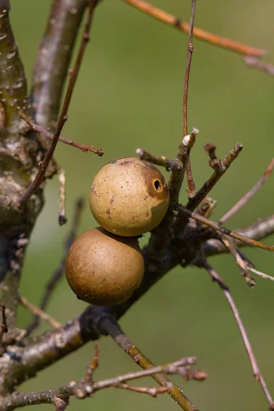 Hack Oak Apple Plant Formed Plants Trees — Foto Stock