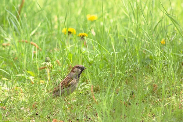 Bird Green Meadow — 图库照片