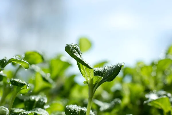 Green Plant Leaves Water Dew Natural Products Background — Stock Photo, Image