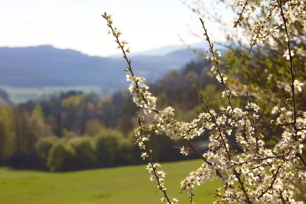 Schöne Frühlingsblumen Den Bergen — Stockfoto