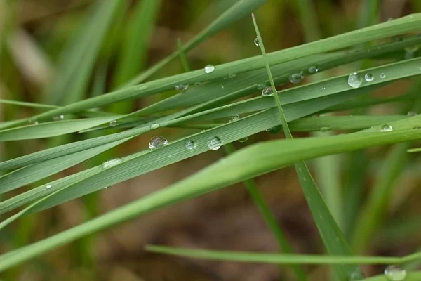 Drops Morning Dew Green Grass Detail Nature Background — Fotografia de Stock