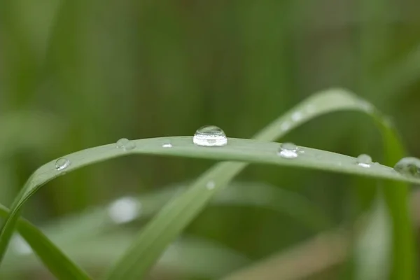 Drops Morning Dew Green Grass Detail Nature Background — Stockfoto