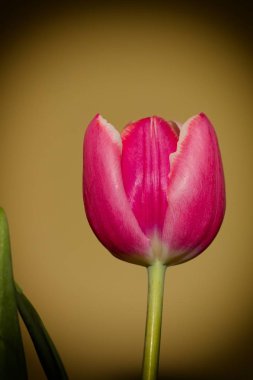 Lale alan renkli arka plan üzerinde kırmızı sarı lale.