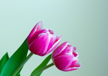 Lale alan renkli arka plan üzerinde kırmızı sarı lale.