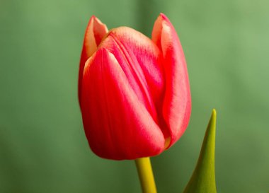 Lale alan renkli arka plan üzerinde kırmızı sarı lale.