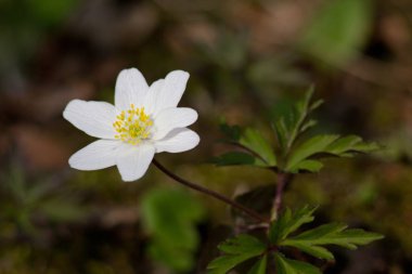 Yeşil bahar sürgünler ve bitkilerin yaprakları, bahar gelir.