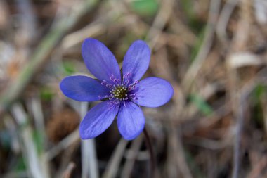 Yeşil bahar sürgünler ve bitkilerin yaprakları, bahar gelir.