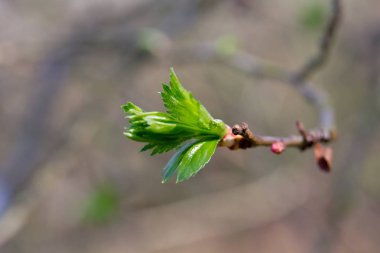 Yeşil bahar sürgünler ve bitkilerin yaprakları, bahar gelir.