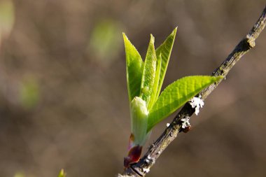 Yeşil bahar sürgünler ve bitkilerin yaprakları, bahar gelir.
