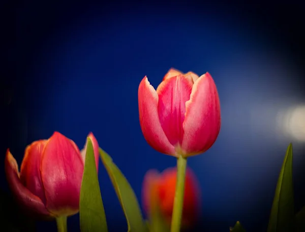 Rode Gele Tulp Tulp Veld Een Kleurrijke Achtergrond — Stockfoto