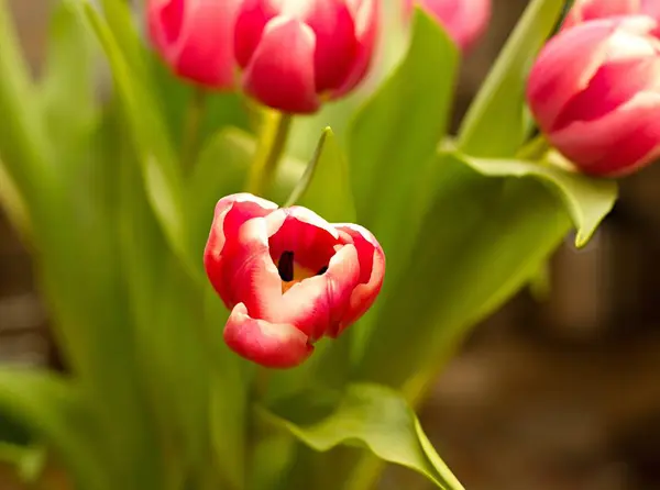 Tulipe Jaune Rouge Champ Tulipes Sur Fond Coloré — Photo