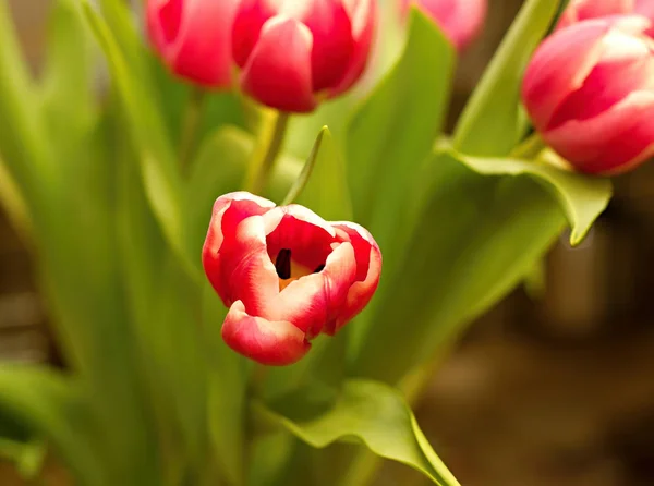 Rote Gelbe Tulpe Tulpenfeld Auf Buntem Hintergrund — Stockfoto