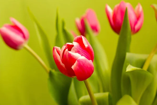 Tulipe Jaune Rouge Champ Tulipes Sur Fond Coloré — Photo