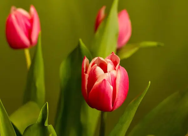 Tulipe Jaune Rouge Champ Tulipes Sur Fond Coloré — Photo