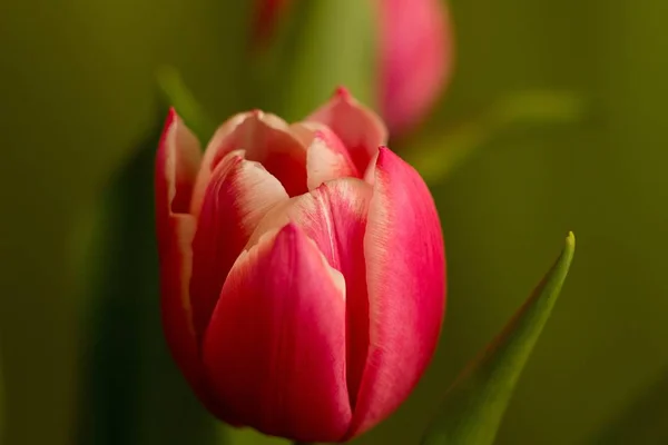 Tulipe Jaune Rouge Champ Tulipes Sur Fond Coloré — Photo