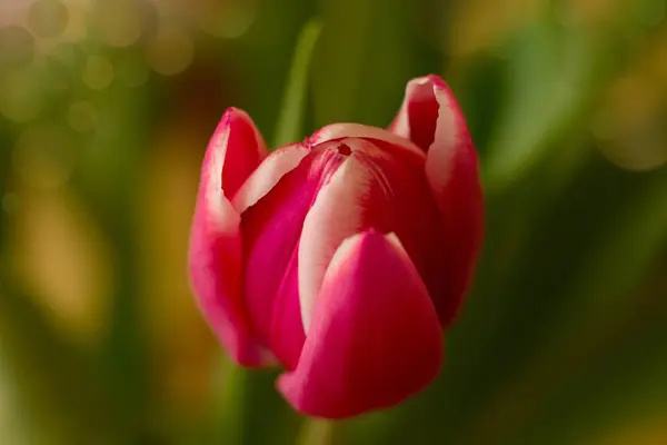 Rote Gelbe Tulpe Tulpenfeld Auf Buntem Hintergrund — Stockfoto