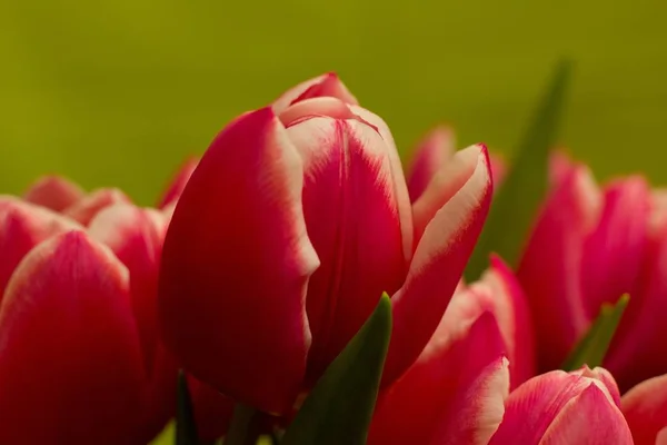 Tulipe Jaune Rouge Champ Tulipes Sur Fond Coloré — Photo