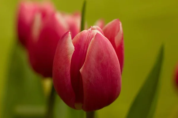 Rote Gelbe Tulpe Tulpenfeld Auf Buntem Hintergrund — Stockfoto