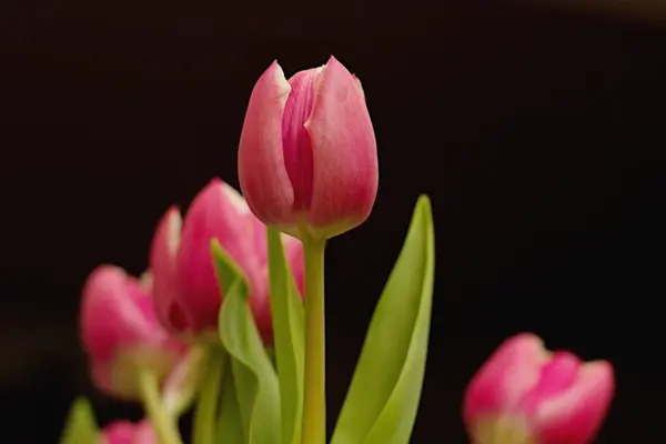 Tulipe Jaune Rouge Champ Tulipes Sur Fond Coloré — Photo