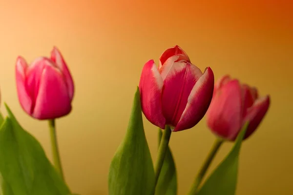 Rote Gelbe Tulpe Tulpenfeld Auf Buntem Hintergrund — Stockfoto