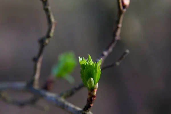 Зелені Весняні Пагони Листя Рослин Весна Приходить — стокове фото