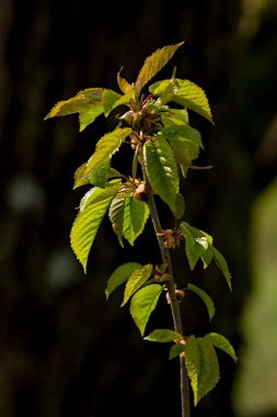 Yeşil bahar sürgünler ve bitkilerin yaprakları, bahar gelir.