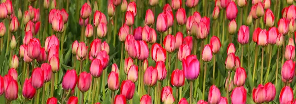 Red Tulip Flowers Spring Flowers Spring Background — Stock Photo, Image
