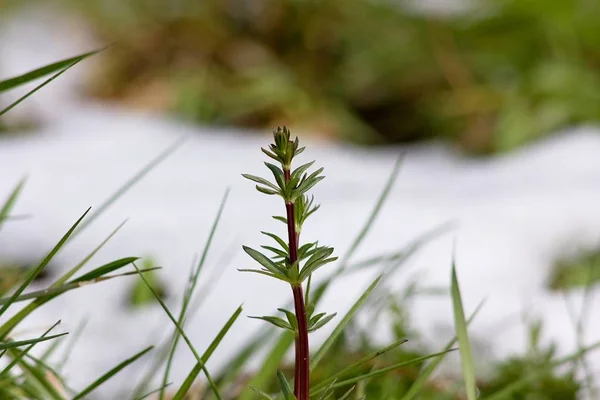 Green Spring Shoots Leaves Plants Spring Comes — Stock Photo, Image