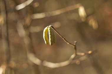 Amentum, Kuzuların ceviz çiçekler, Bahar arka plan bahar sahnesinde.