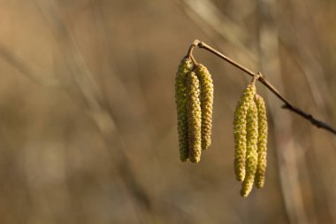 Amentum, Kuzuların ceviz çiçekler, Bahar arka plan bahar sahnesinde.