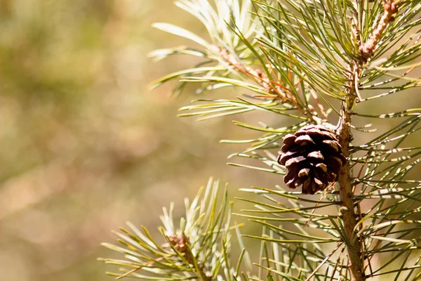 Pine Cone Spring Nature Background — Stock Photo, Image