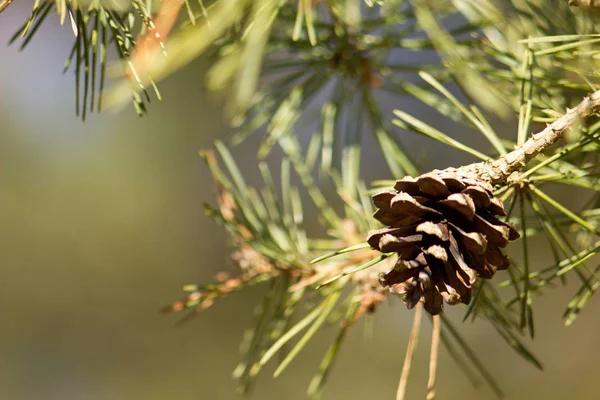 Pine Cone Spring Nature Background — Stock Photo, Image