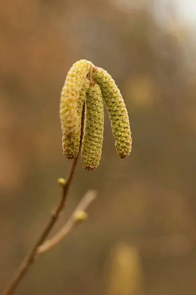 Amentum Lambs Walnut Flowers Spring Scene Spring Background — Stock Photo, Image