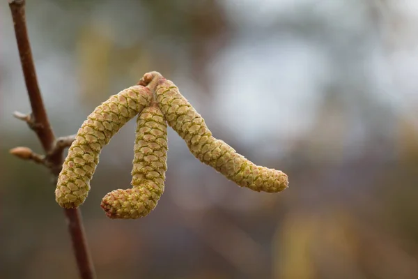 Amentum Lamm Valnöt Blommor Våren Scen Våren Bakgrund — Stockfoto