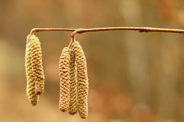 Amentum Fiori Noce Agnello Scena Primaverile Sfondo Primaverile — Foto Stock