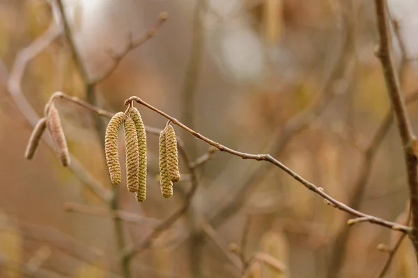 Amentum Lamm Valnöt Blommor Våren Scen Våren Bakgrund — Stockfoto