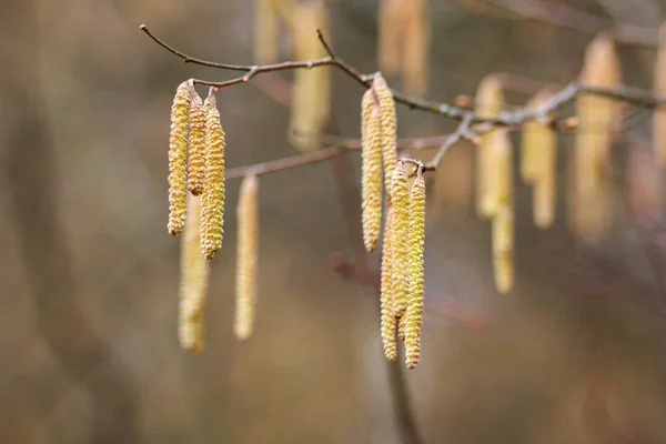 Amentum Lamm Valnöt Blommor Våren Scen Våren Bakgrund — Stockfoto