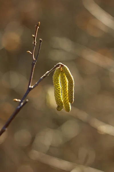 Amentum Lamm Valnöt Blommor Våren Scen Våren Bakgrund — Stockfoto