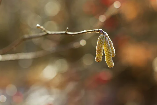 Amentum Lamm Valnöt Blommor Våren Scen Våren Bakgrund — Stockfoto