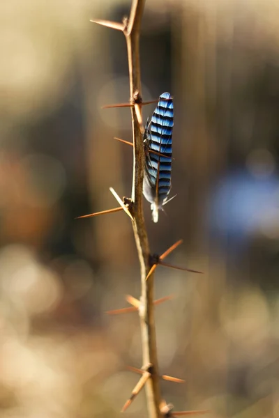 Bird Feather Jay Feather Thorns Spring Colors Background — Stock Photo, Image