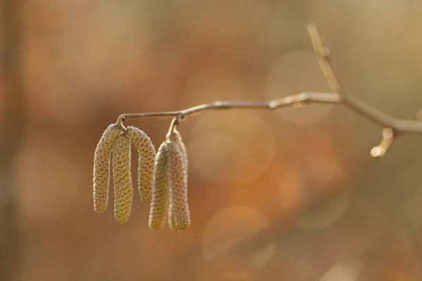 Amentum Lambs Walnut Flowers Spring Scene Spring Background — Stock Photo, Image