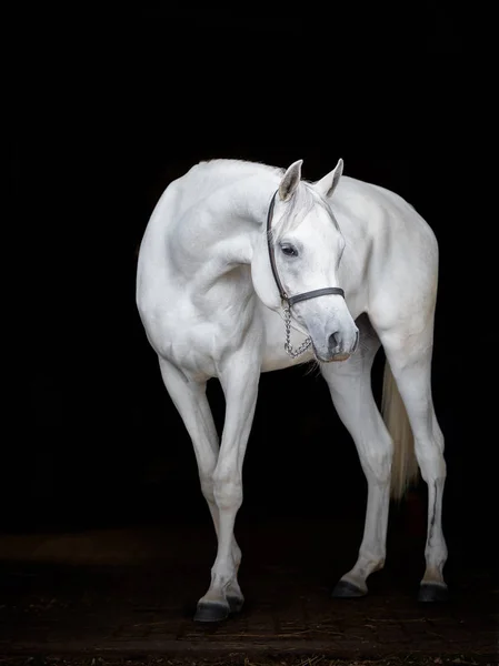 Πορτρέτο Του Ένα Άσπρο Αραβικό Άλογο Στο Έπακρο Μαύρο Φόντο — Φωτογραφία Αρχείου