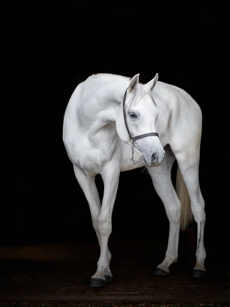 Retrato Caballo Árabe Blanco Máximo Sobre Fondo Negro —  Fotos de Stock