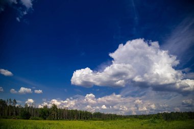 Yaz manzara mavi gökyüzü ve herhangi bir beyaz bulutlar ile güneşli günde gemi pines ormandan önce yeşil çim ile