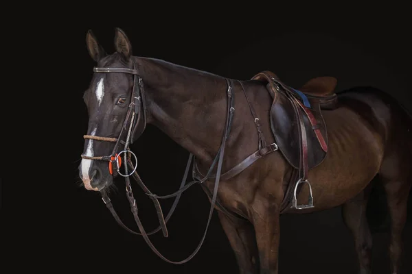 Baía terno pólo pônei montado para jogar pólo de cavalo — Fotografia de Stock