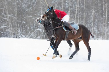 Polo atları maçta koşar. Büyük plan. Bandajla sarılı atlar. 