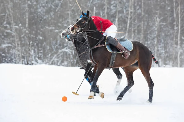 Los caballos de polo corren en el juego. Un gran plan. Caballos piernas envueltas con vendas . —  Fotos de Stock